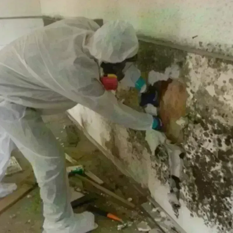 Mold Remediation and Removal in Midway, PA